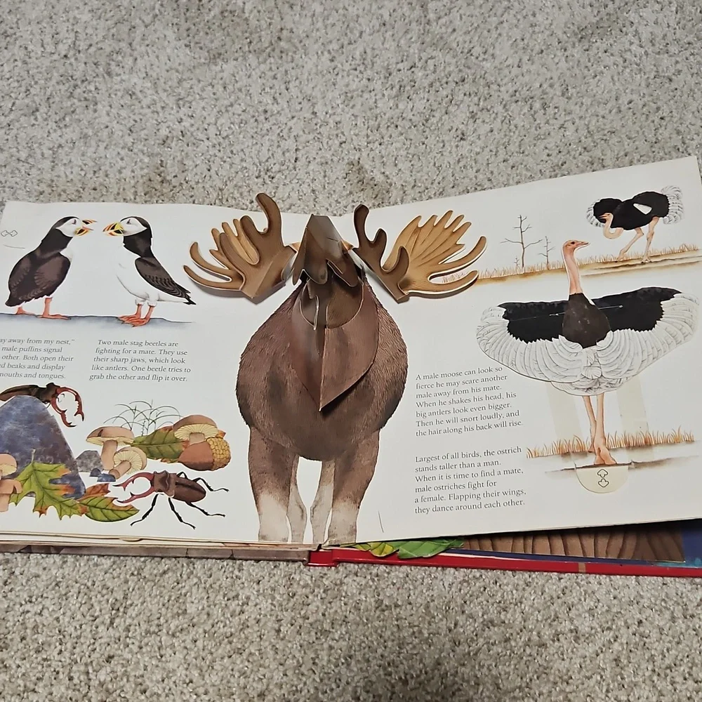 Children's Book Set - Animals Showing Off & Out of the Box Learning And Craft